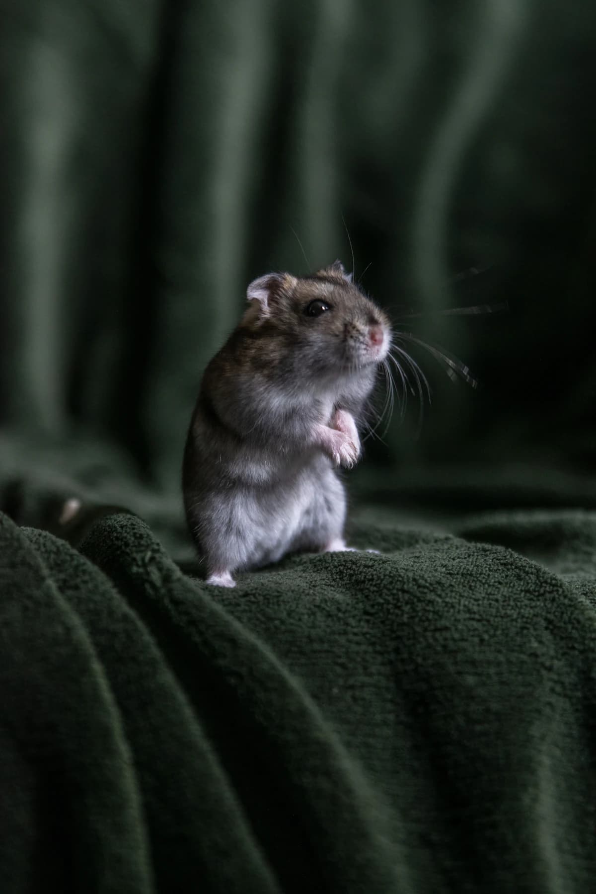 Bruine rat in huiselijke omgeving — een typisch beeld van een rattenprobleem in en rond de woning
